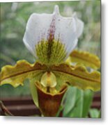 Perfect White And Yellow Blooming Orchid Flower Blossom Metal Print