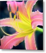 Perfection Of A Bloom. Metal Print