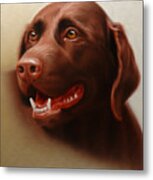 Pet Portrait Of A Chocolate Labrador Metal Print