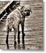 Pet Portrait - Puck Metal Print