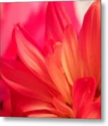 Petal Abstract Metal Print