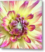 Petal Burst Metal Print