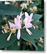 Petal Pushers Metal Print