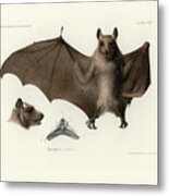 Peters's Epauletted Fruit Bat Metal Print