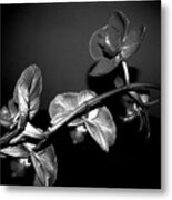 Phalaenopsis Orchid Blooms Black And White Metal Print