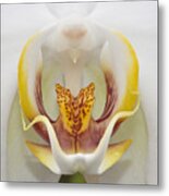 Phalaenopsis Orchid Blossom Metal Print