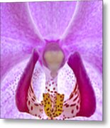 Phalaenopsis Orchid Metal Print
