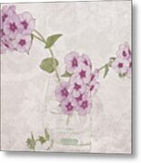 Phlox, Perfume And Lace Metal Print