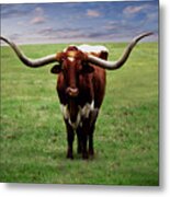 Photo Texas Longhorn A010816 Metal Print