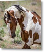 Picasso Mustang Stallion Of Sand Wash Basin Metal Print