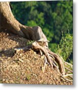 Picture Of A Tree On A Ledge Metal Print