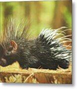 Picture Perfect Porcupine Painting Metal Print
