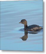 Pied Grebe Metal Print