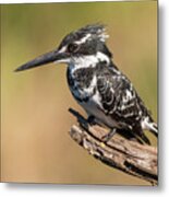 Pied Kingfisher Metal Print