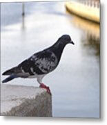 Pigeon By The River Metal Print