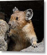 Pika Looking Out From Its Burrow Metal Print