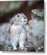 Pika Portrait Metal Print