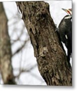 Pileated Pose Metal Print