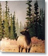 Pine Meadow Elk Metal Print