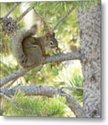 Pine Squirrel Metal Print