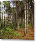 Pine Trees Of Whitetail Woods Park Metal Print