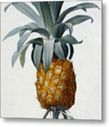 Pineapple Metal Print