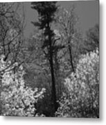 Pineing Away Metal Print