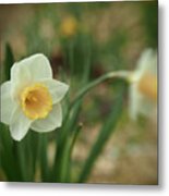 Pinhole View Of Spring Daffodils Metal Print