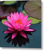 Pink Beauty Metal Print