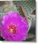 Pink Beavertail Cactus Metal Print
