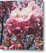 #pink #blossom #blossoms #blossomtree Metal Print