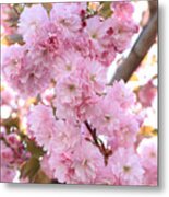 Pink Blossoms Beauty Metal Print
