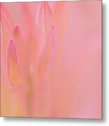 Pink Blush Metal Print