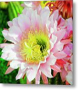 Pink Cactus Flower Metal Print
