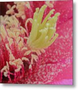 Pink Cactus Flower Up Close Metal Print