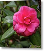 Pink Camelia 02 Metal Print