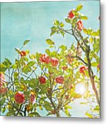 Pink Camellia Japonica Blossoms And Sun In Blue Sky Metal Print