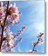 Pink Cherry Blossoms Branching Up To The Sky Metal Print