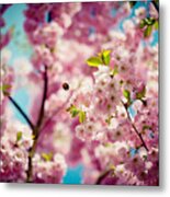 Pink Cherry Blossoms Sakura With Bee Metal Print