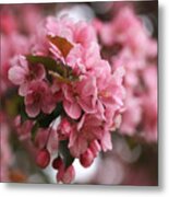 Pink Crabapple Blossoms Metal Print