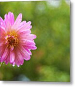 Pink Dahlia 1 Metal Print