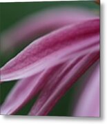 Pink Elegance Metal Print