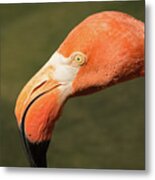 Pink Flamingo Metal Print