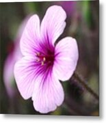 Pink Flower Metal Print