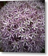 Pink Jewel Allium Metal Print