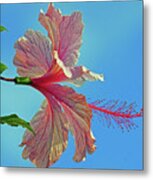 Pink Lady Hibiscus Metal Print