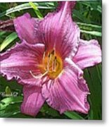 Pink Lily Metal Print