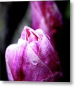 Pink Magnolia . 7d5360 Metal Print