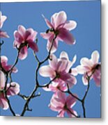 Pink Magnolias Metal Print