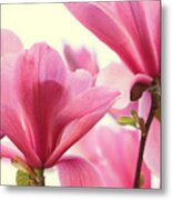 Pink Magnolias Metal Print